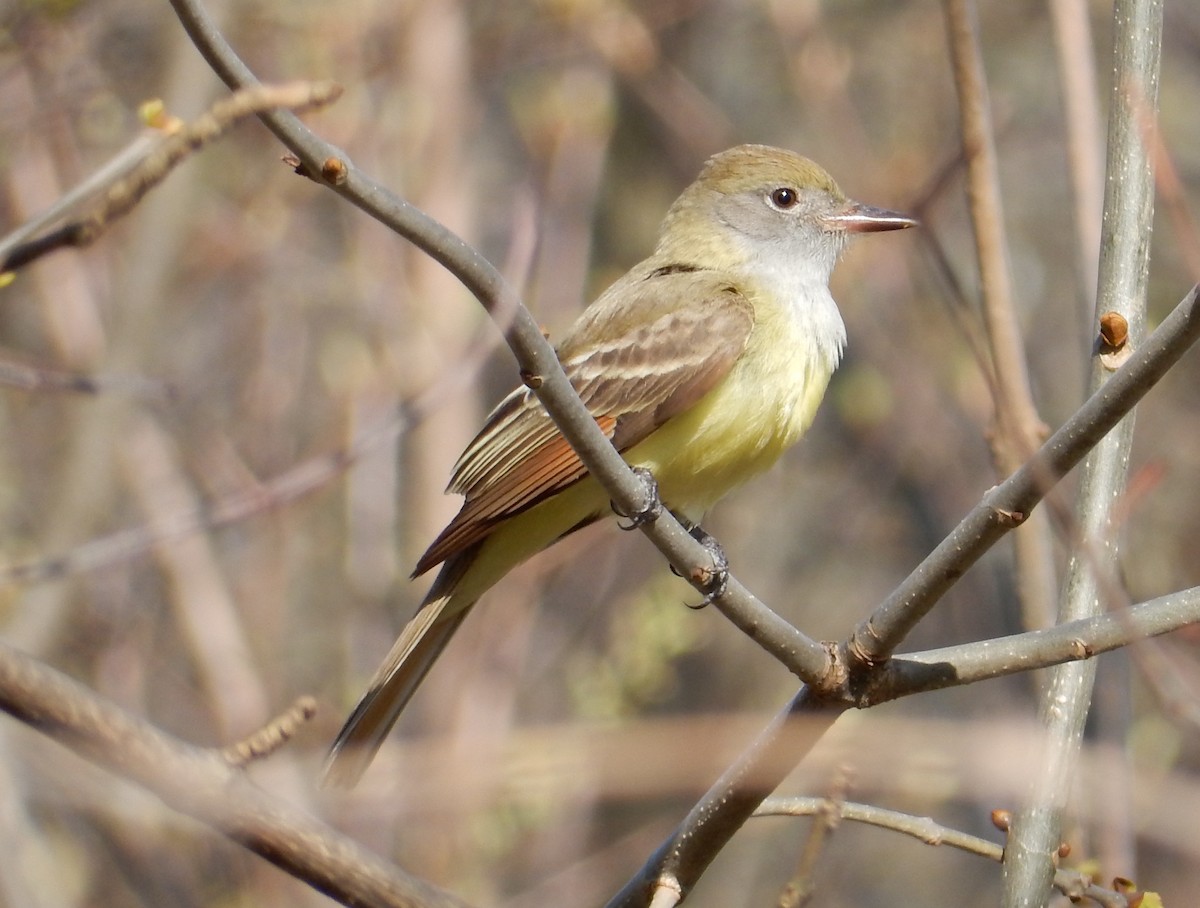 Great Crested Flycatcher - Peter Paul