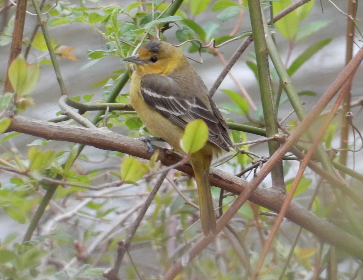 Orchard Oriole - Peter Paul