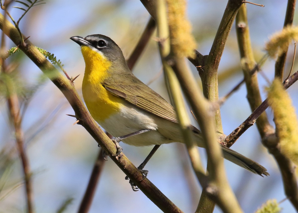 Yellow-breasted Chat - Louis Hoeniger