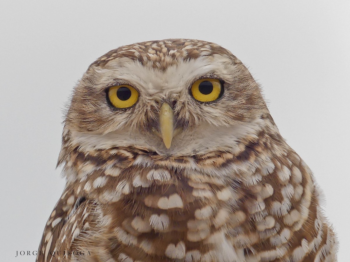 Burrowing Owl - Jorge  Quiroga