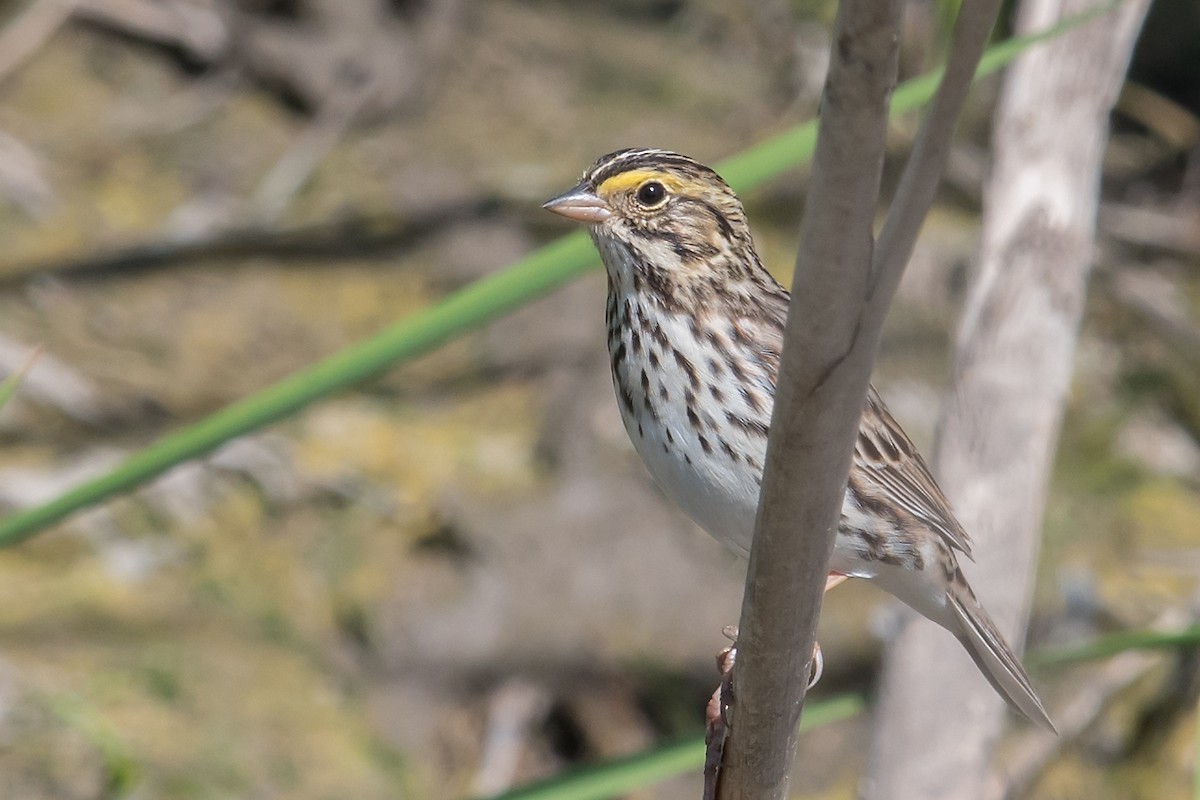Savannah Sparrow - ML97203711