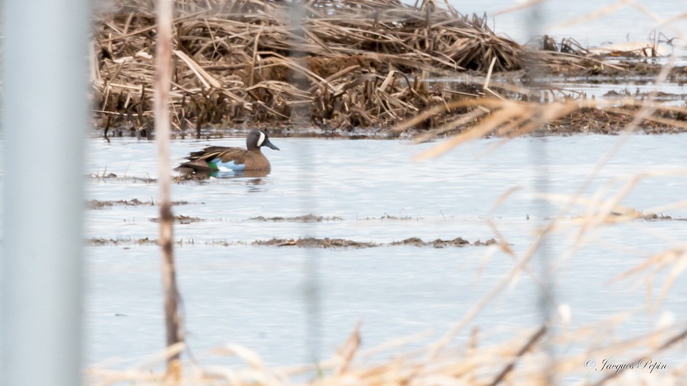 Blue-winged Teal - ML97203741