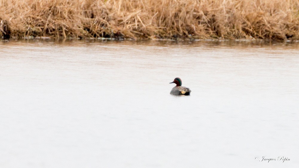 Green-winged Teal - ML97204021