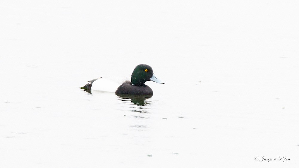 Greater Scaup - ML97204341