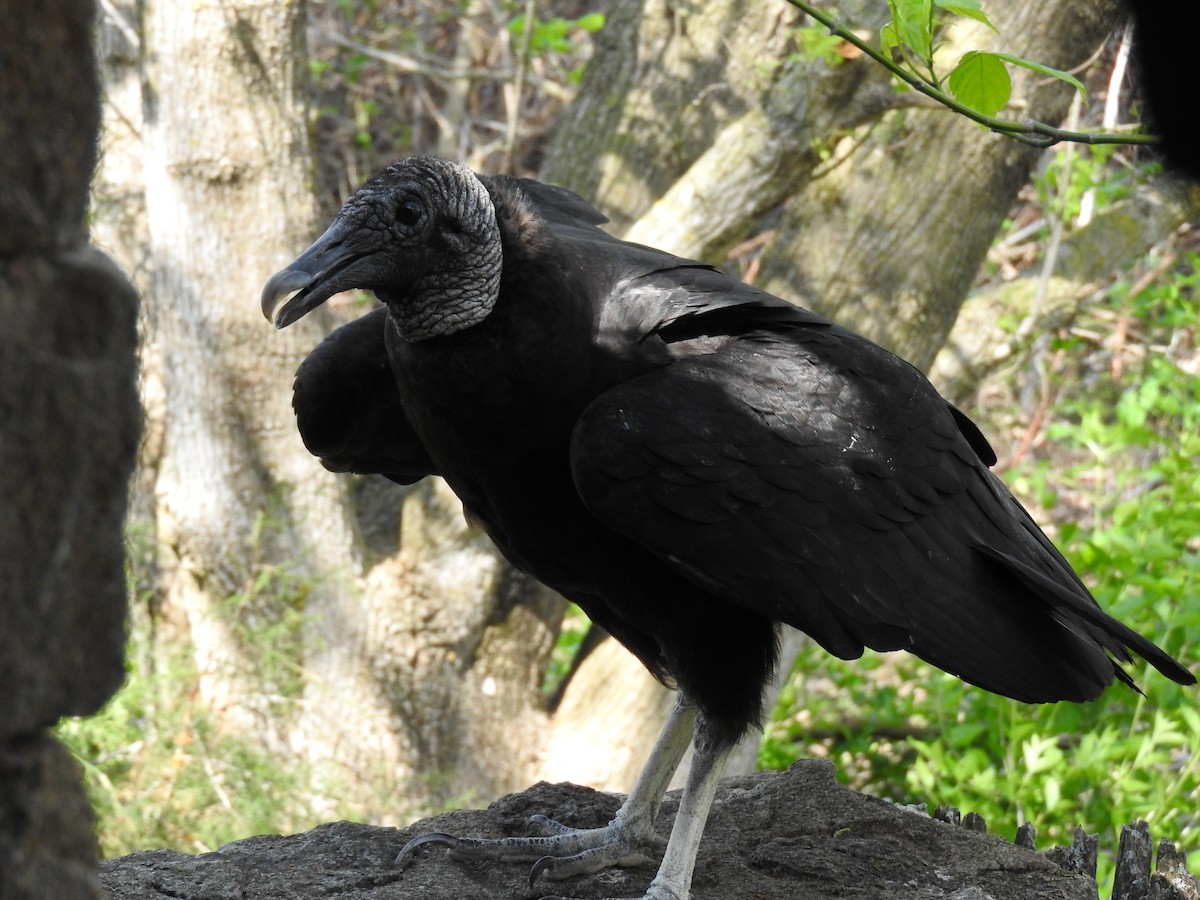 Black Vulture - ML97205131