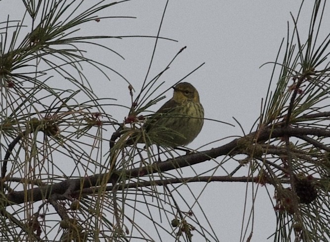Cape May Warbler - ML97205581