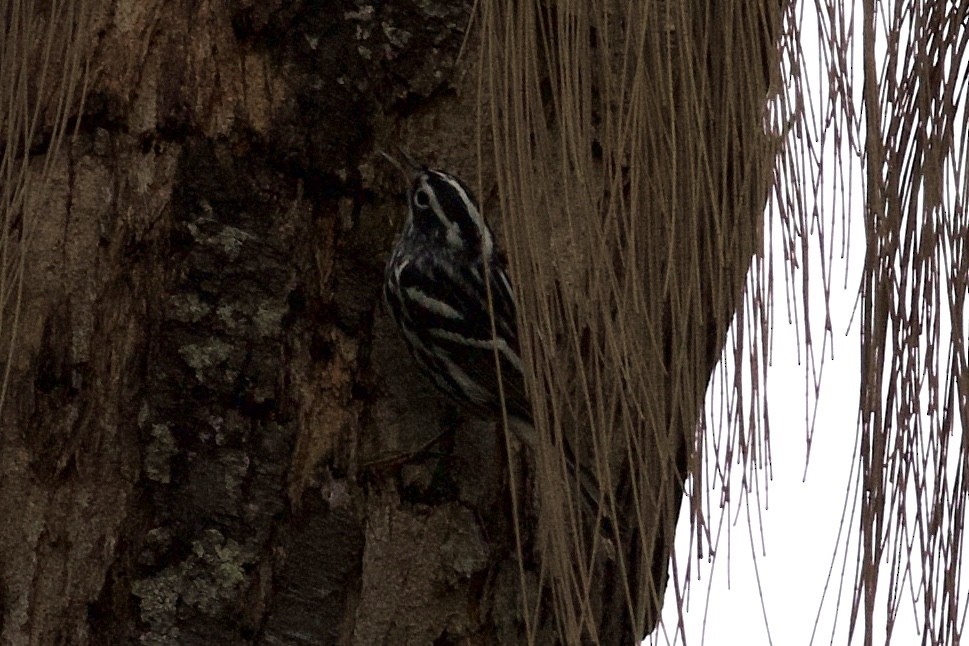Black-and-white Warbler - ML97205771