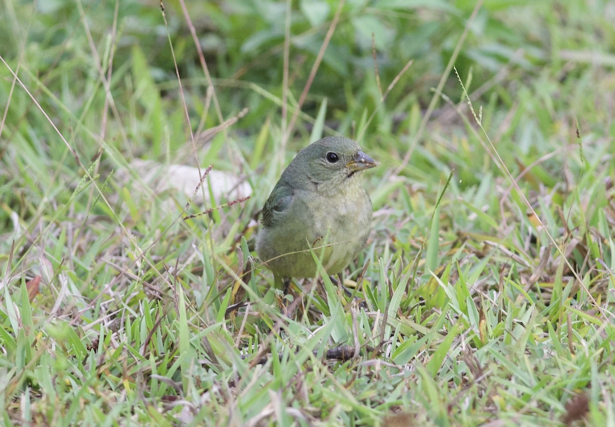 Painted Bunting - ML97205861