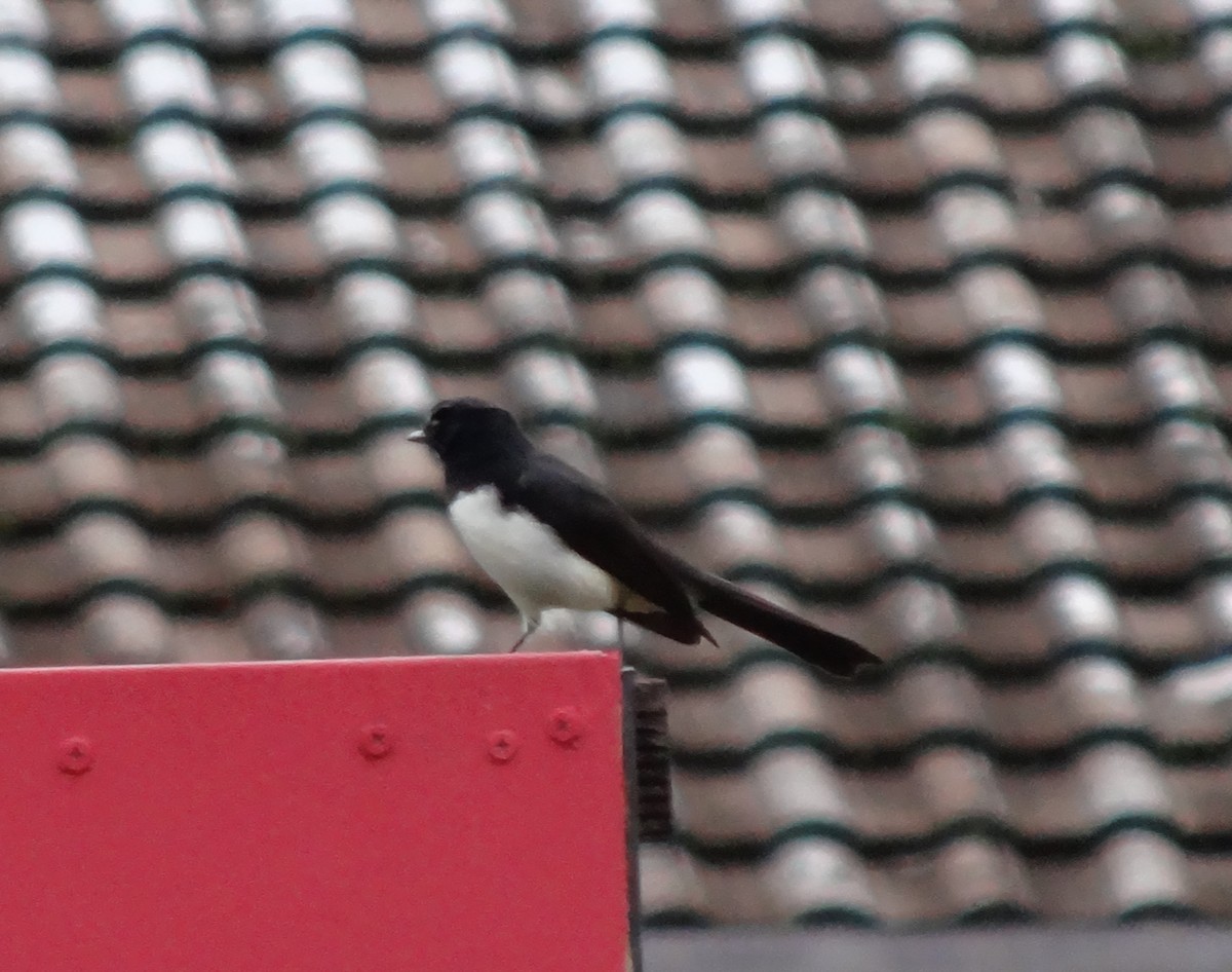 Willie-wagtail - ML97206771