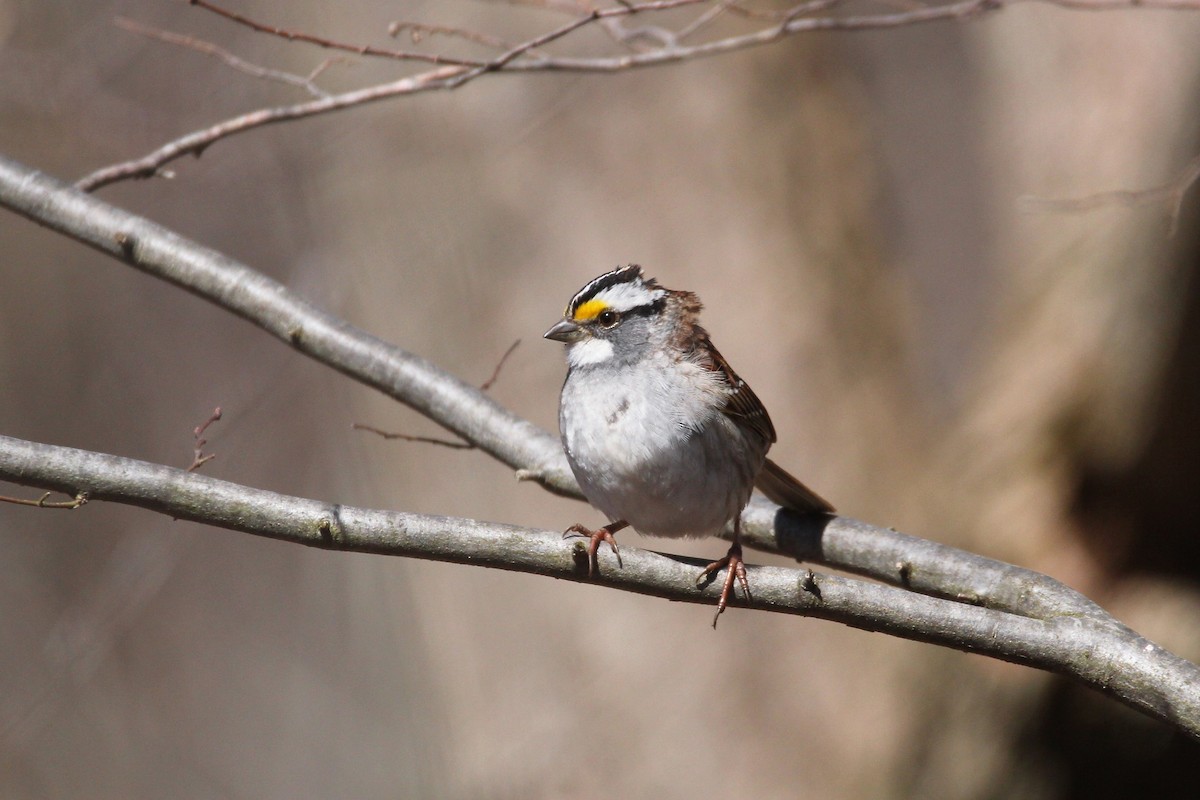 White-throated Sparrow - ML97206931
