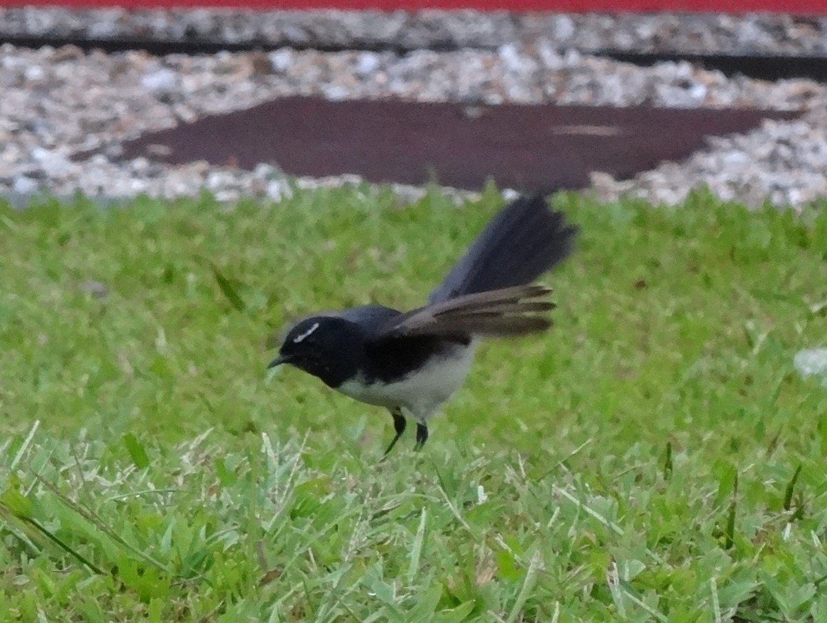 Willie-wagtail - ML97207291
