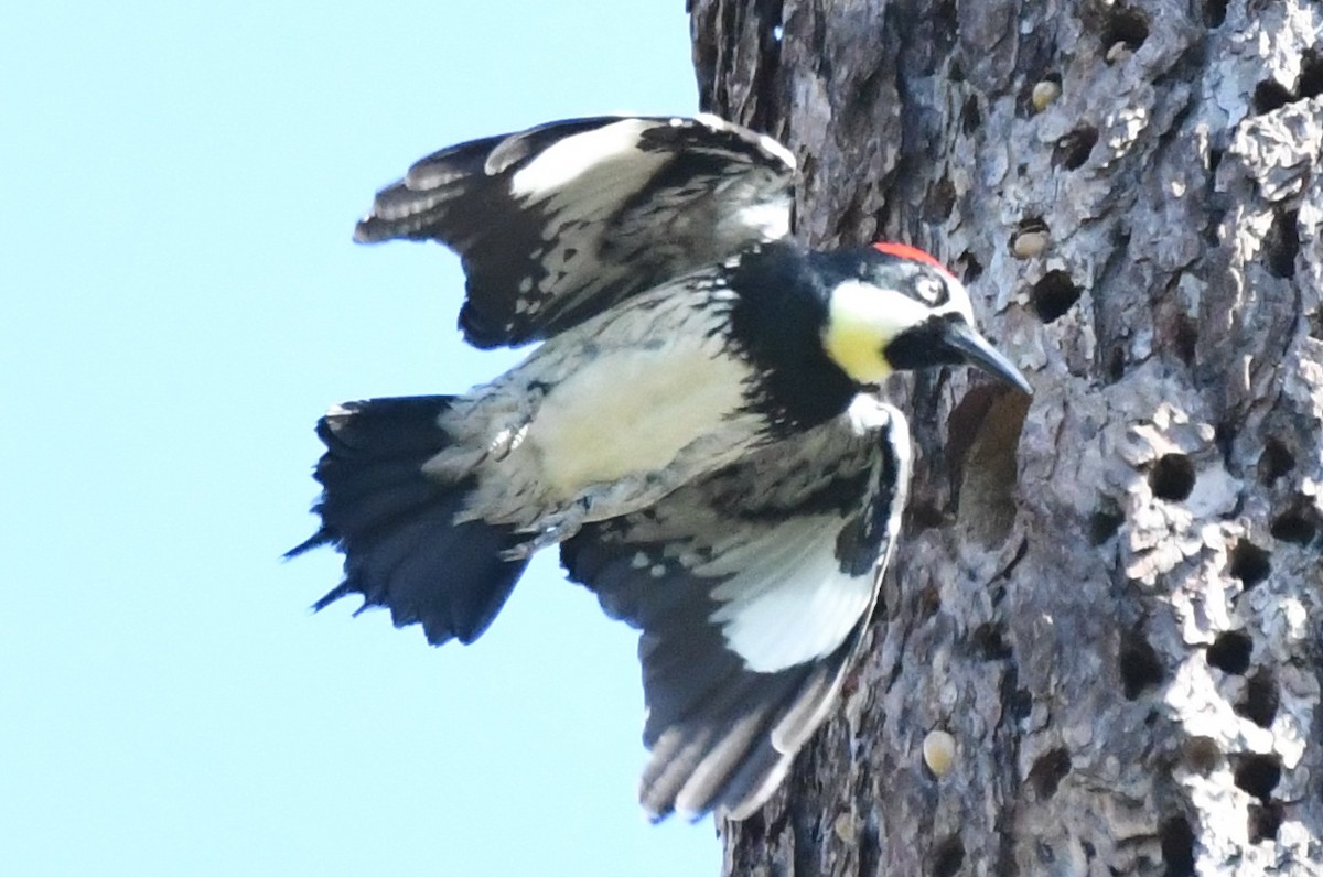 Acorn Woodpecker - ML97208181