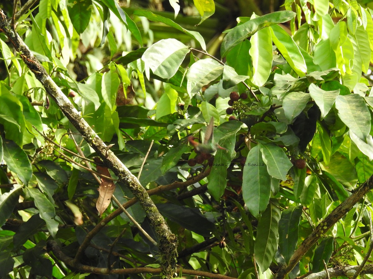 Rufous-tailed Hummingbird - Johana Zuluaga-Bonilla