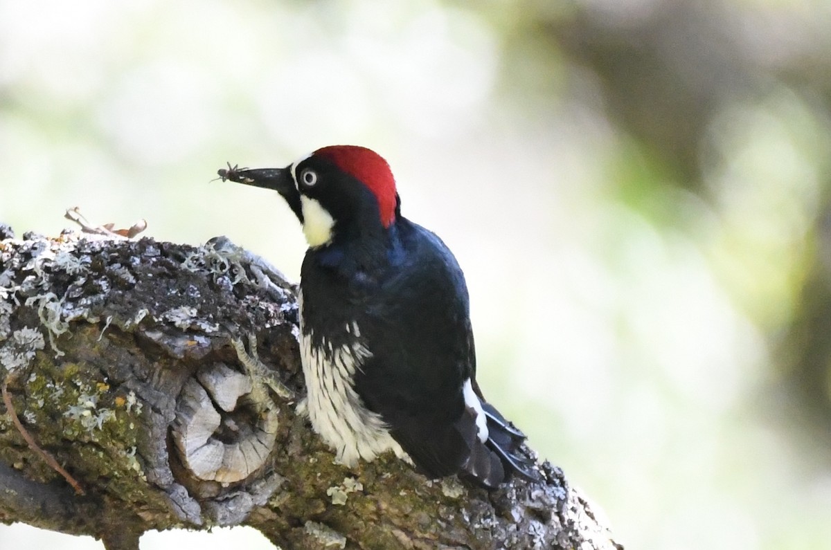 Acorn Woodpecker - ML97208391