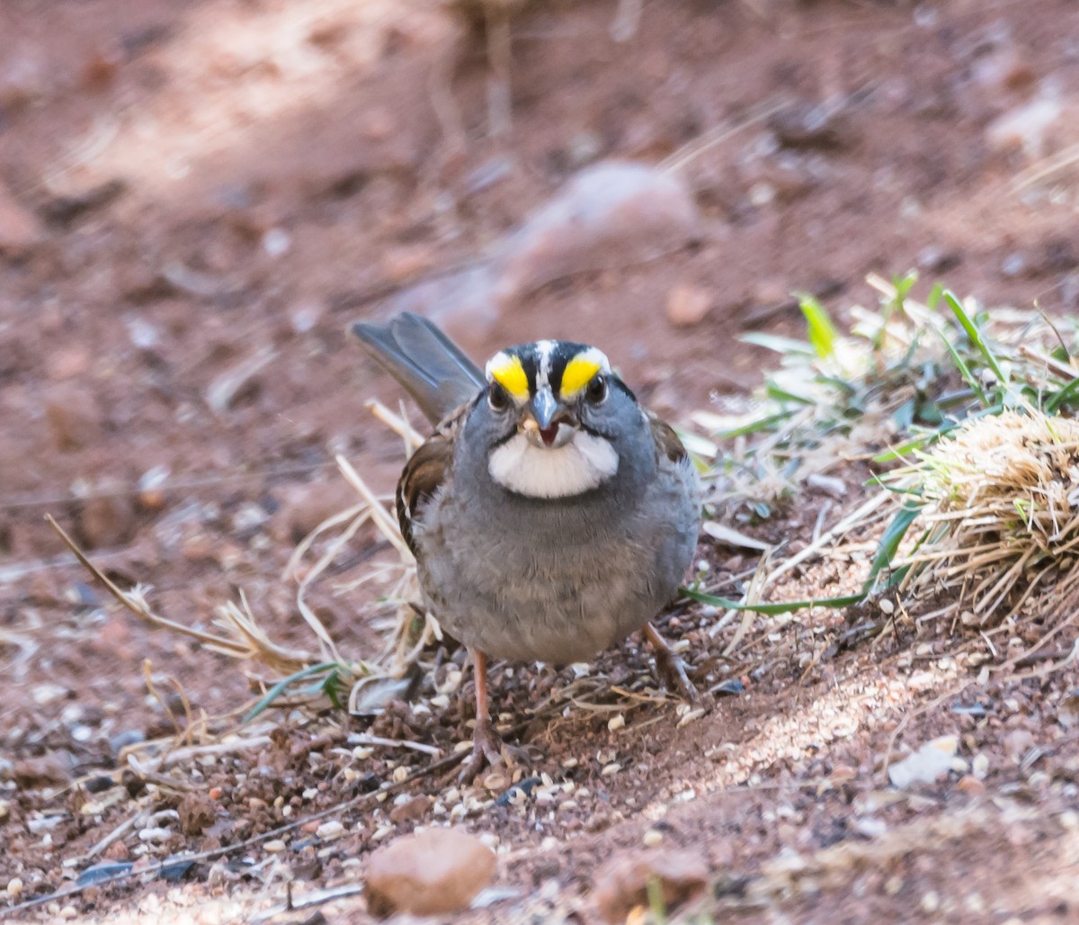 White-throated Sparrow - ML97208571