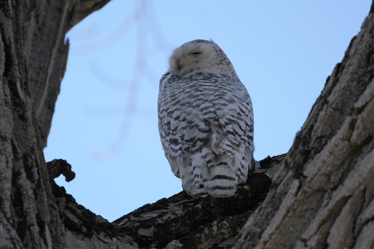 Snowy Owl - ML97209221