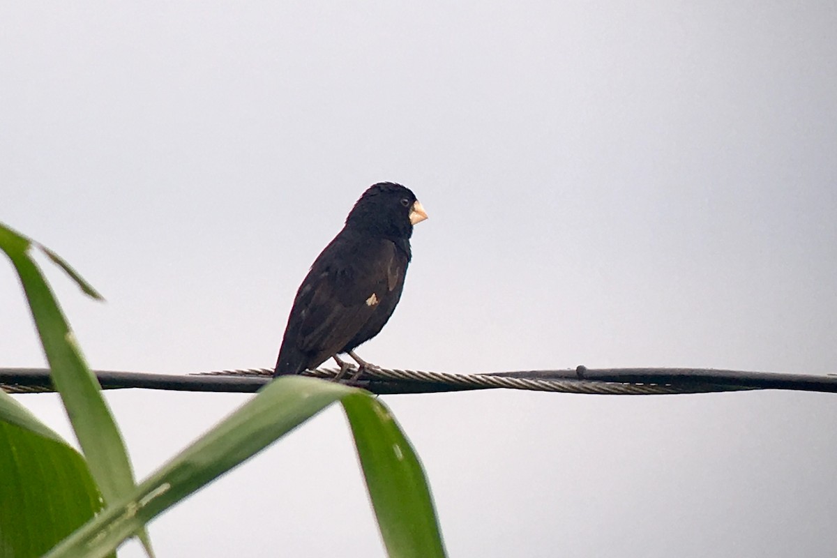 Large-billed Seed-Finch - ML97211371