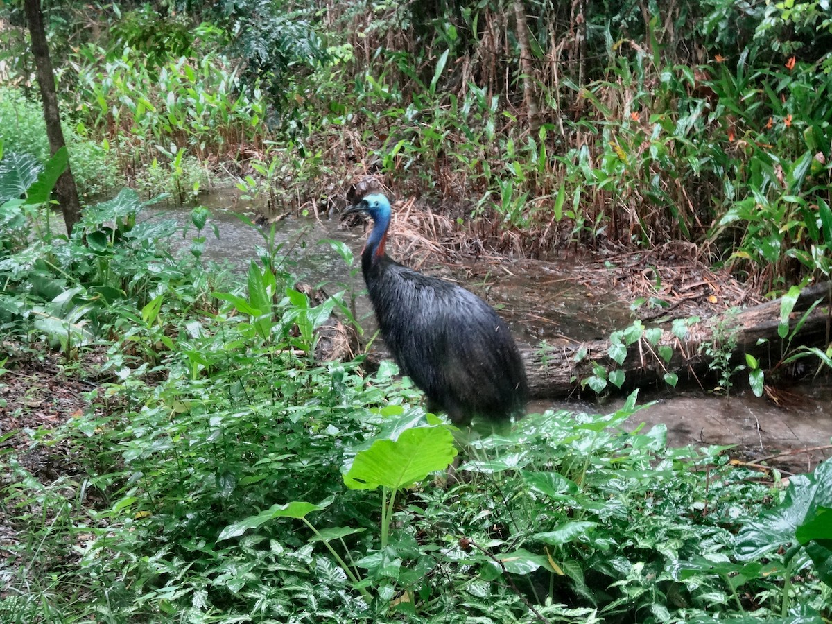 Southern Cassowary - Monte Neate-Clegg