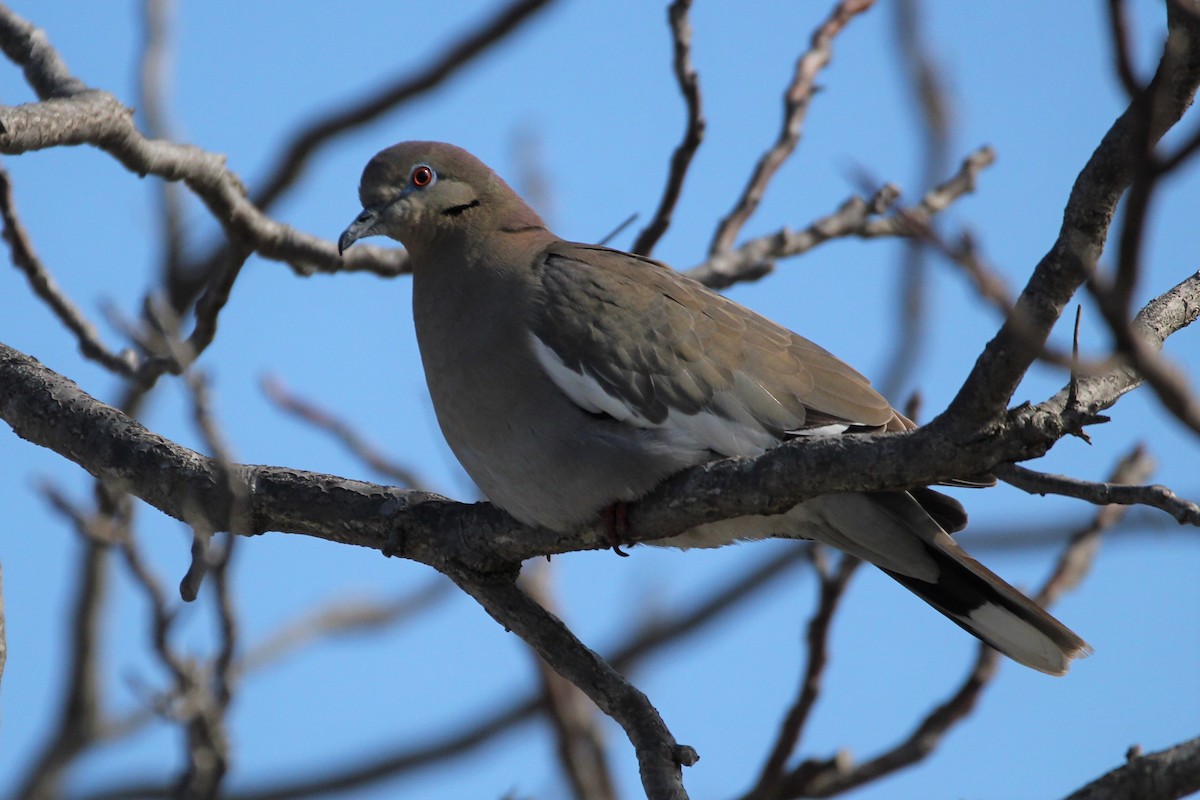 White-winged Dove - Quinten Wiegersma