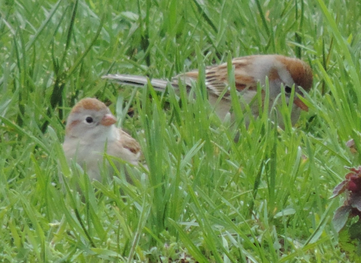 Field Sparrow - Rich Brown