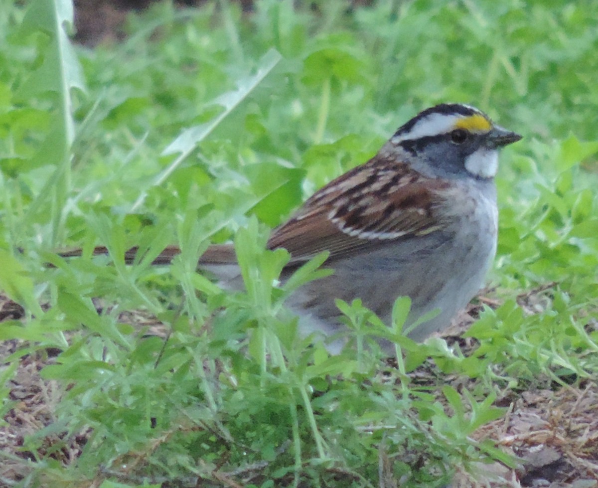 White-throated Sparrow - Rich Brown