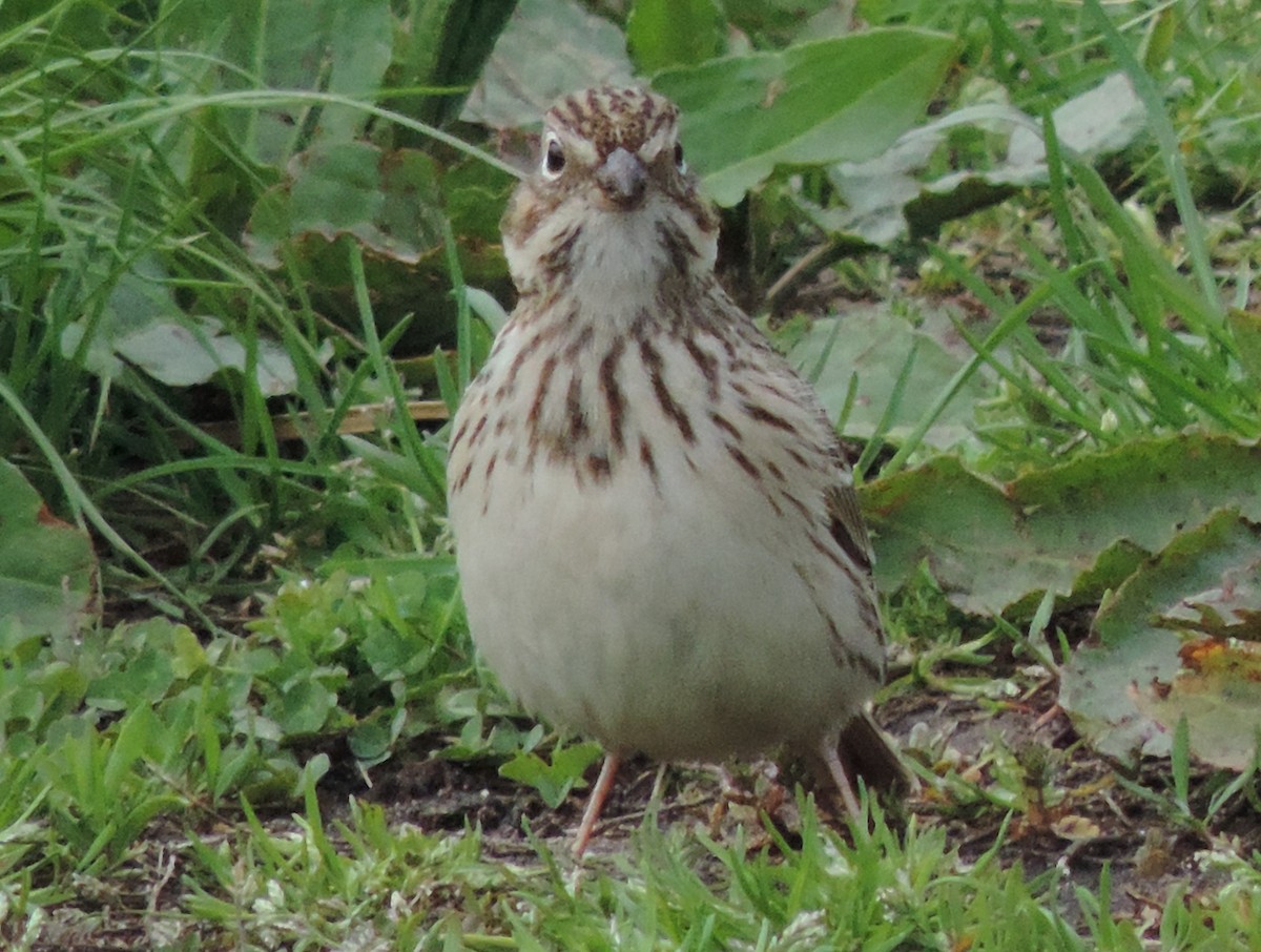 Vesper Sparrow - Rich Brown