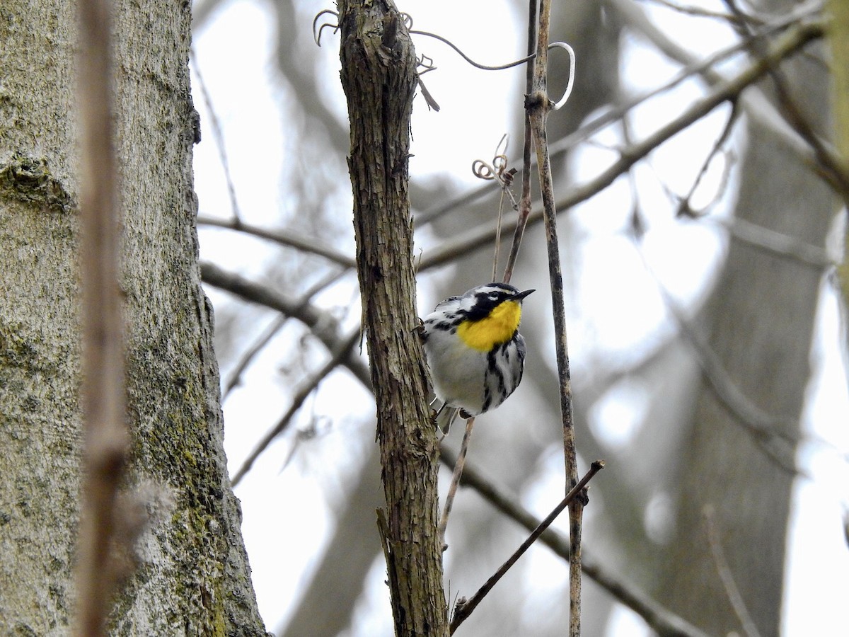 Yellow-throated Warbler - James Hausman III