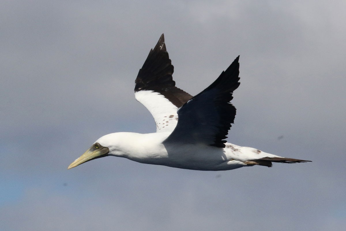 Masked Booby - ML97230341