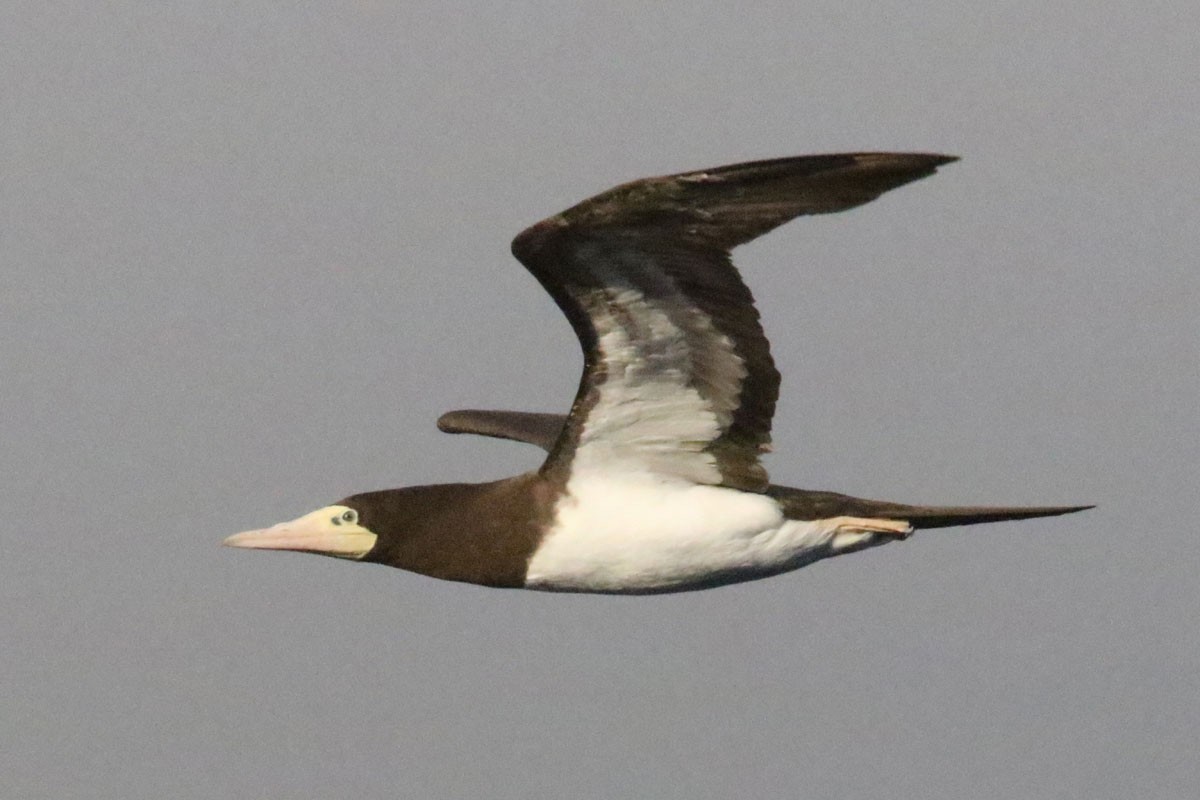 Brown Booby - ML97230361