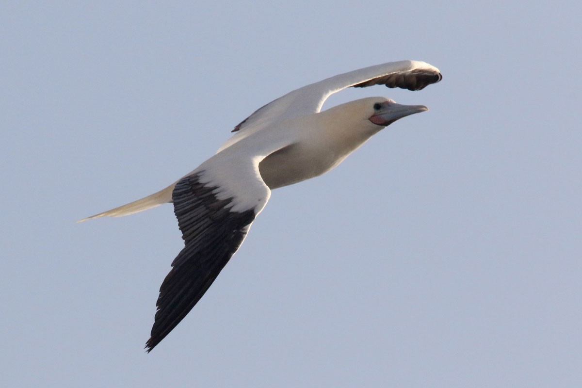 Red-footed Booby - ML97230431