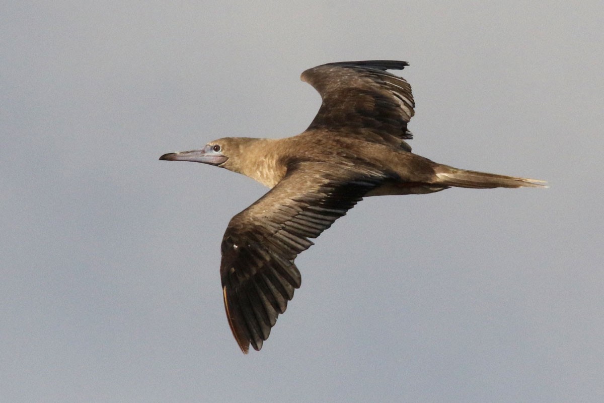 Red-footed Booby - ML97230491