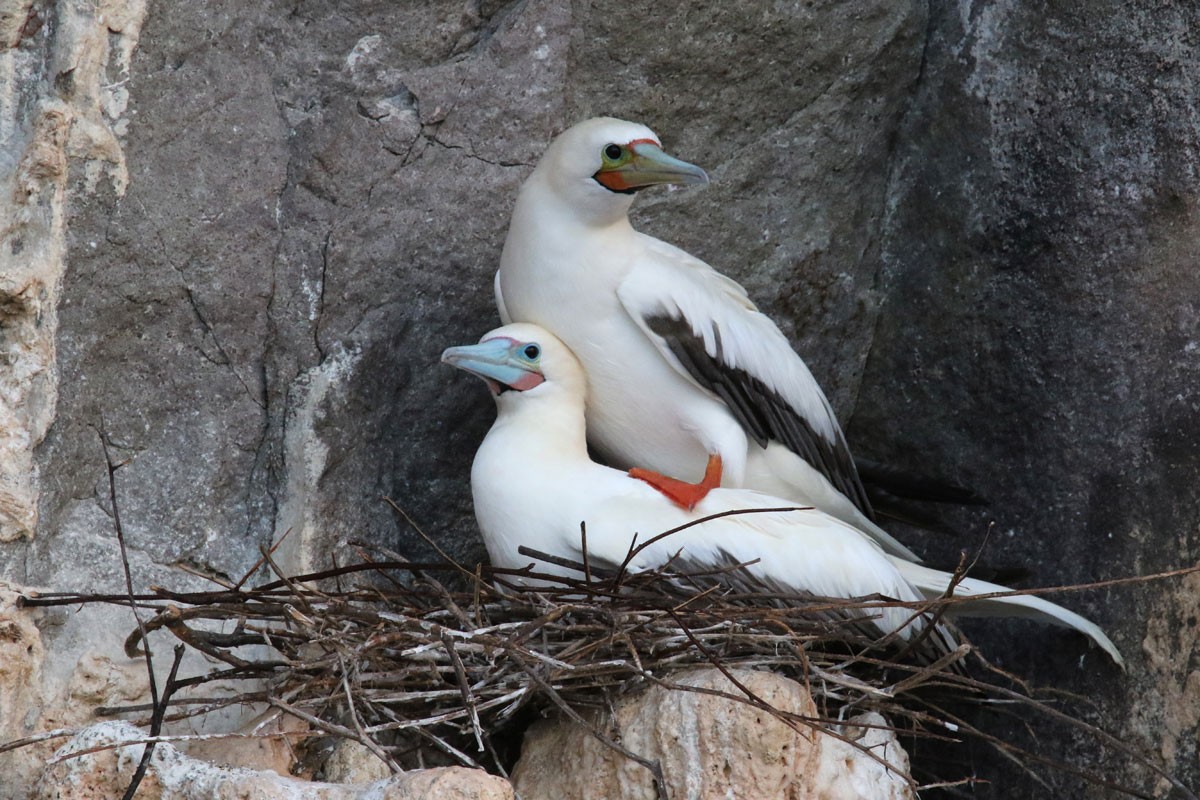 Red-footed Booby - ML97230501