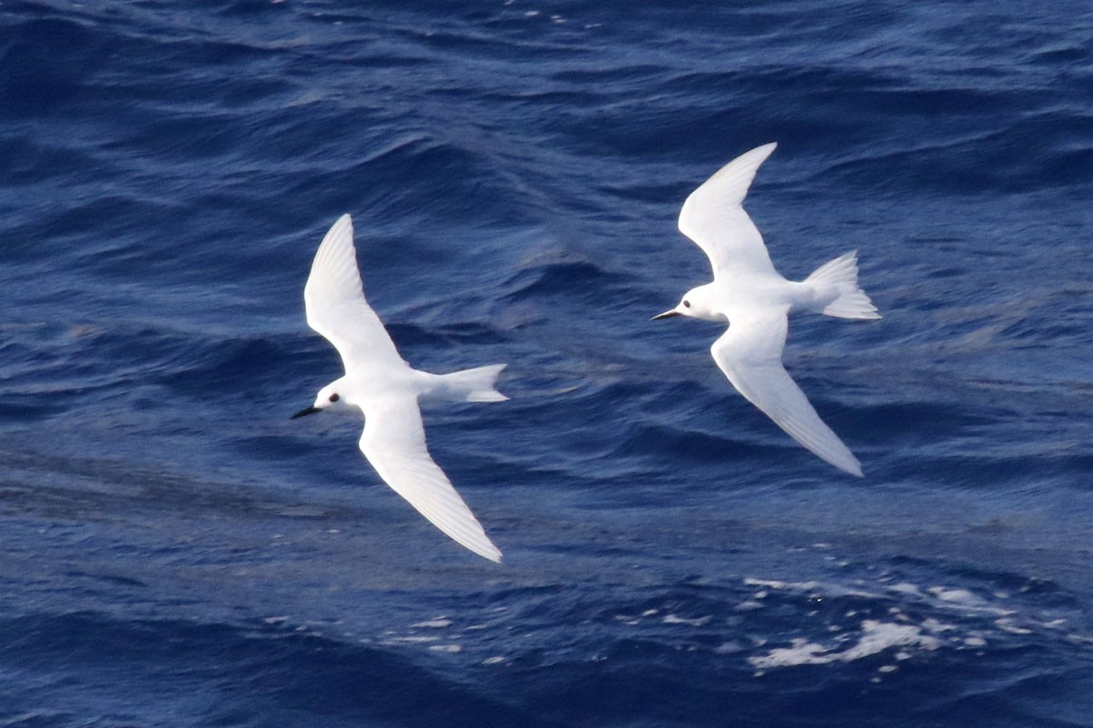 White Tern - ML97230591