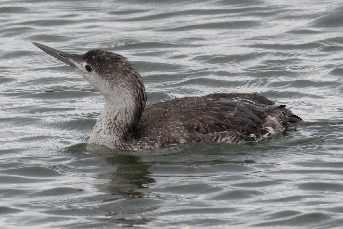 Red-throated Loon - James Mott