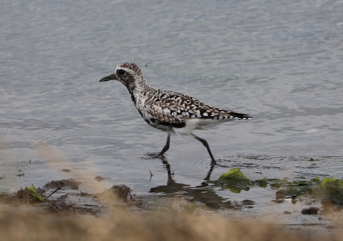 Black-bellied Plover - Maria Pacheco