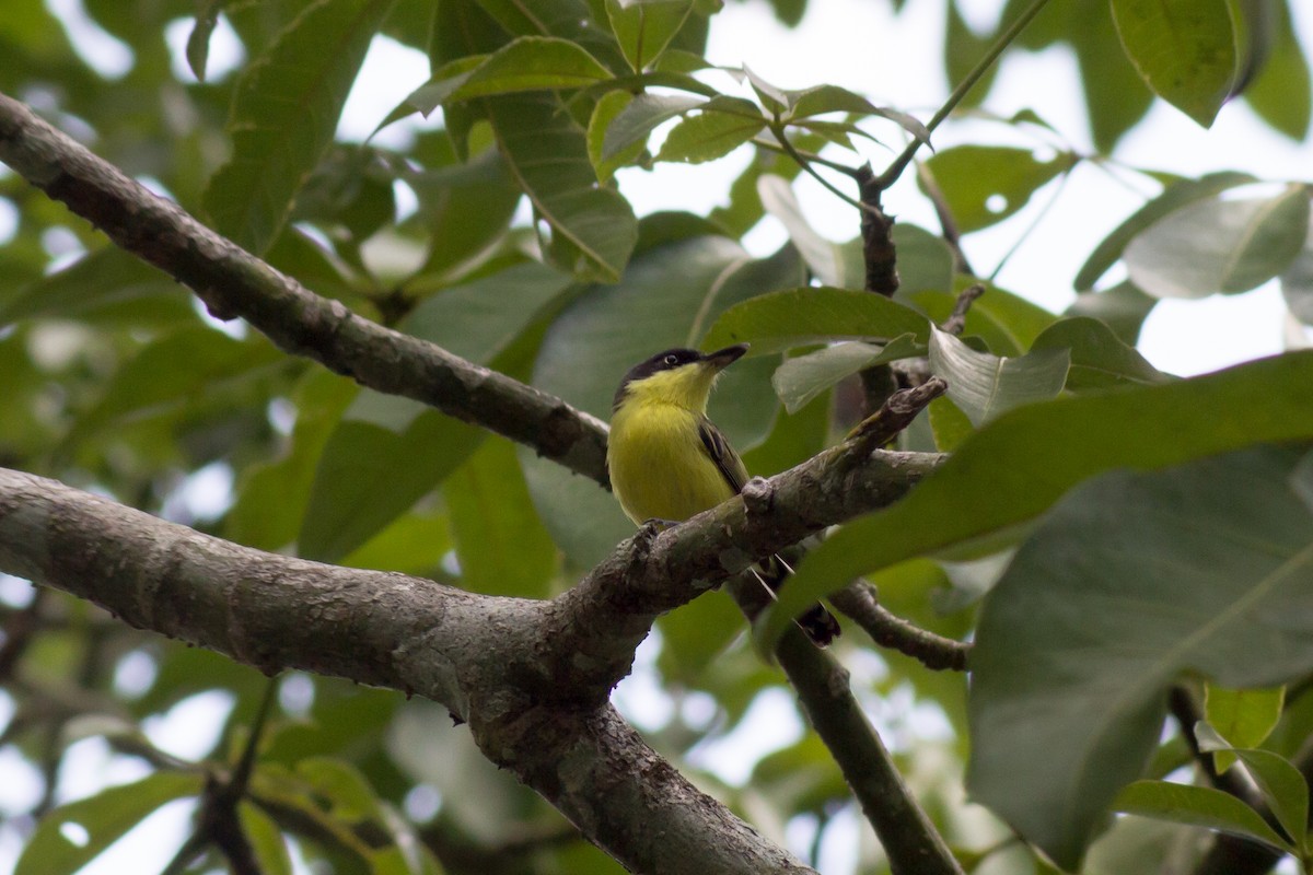 Common Tody-Flycatcher - Francis Canto Jr