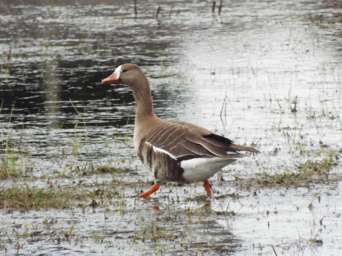 Greater White-fronted Goose - ML97238671