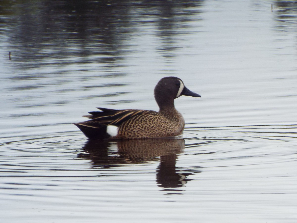 Blue-winged Teal - ML97238711