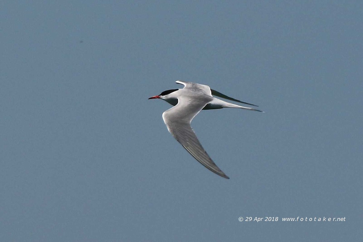 Common Tern - fototaker Tony