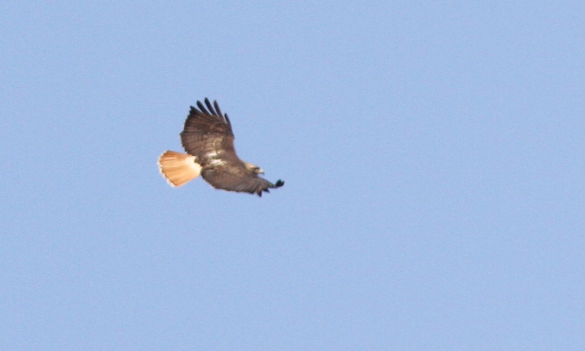 Red-tailed Hawk - ML97246181