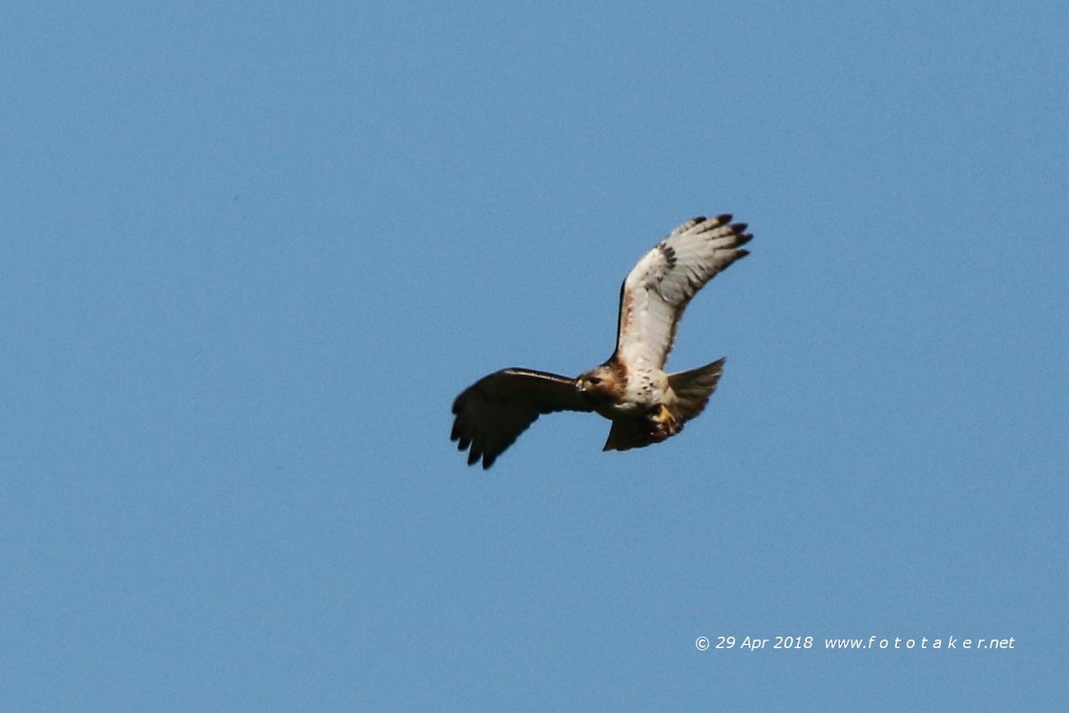Red-tailed Hawk - ML97249351