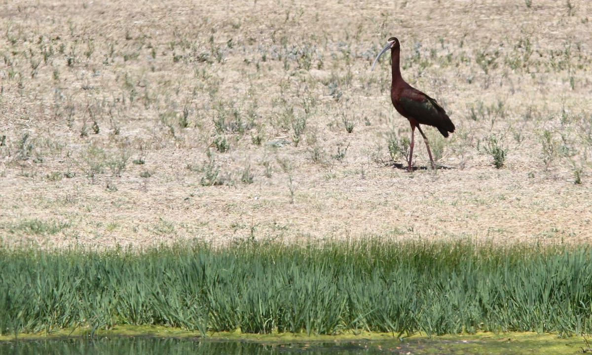 ibis americký - ML97249681