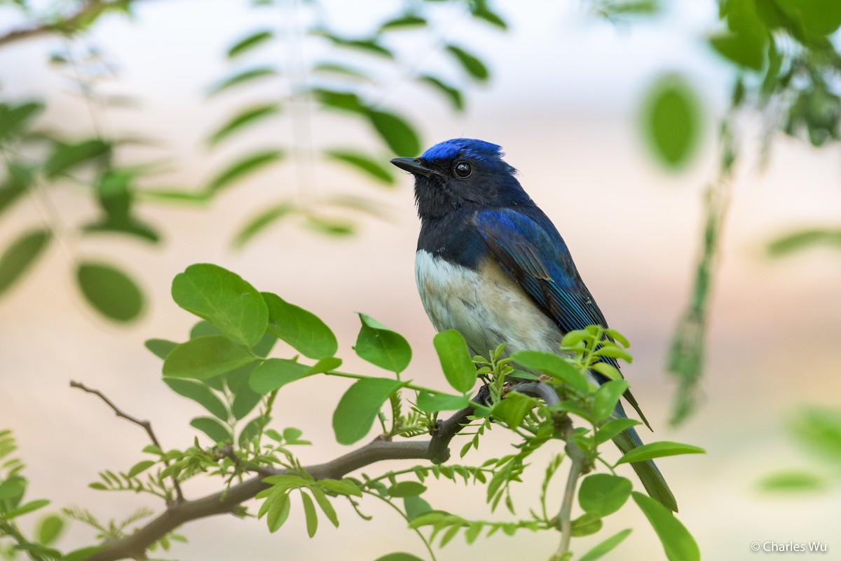 Blue-and-white Flycatcher - Charles Wu
