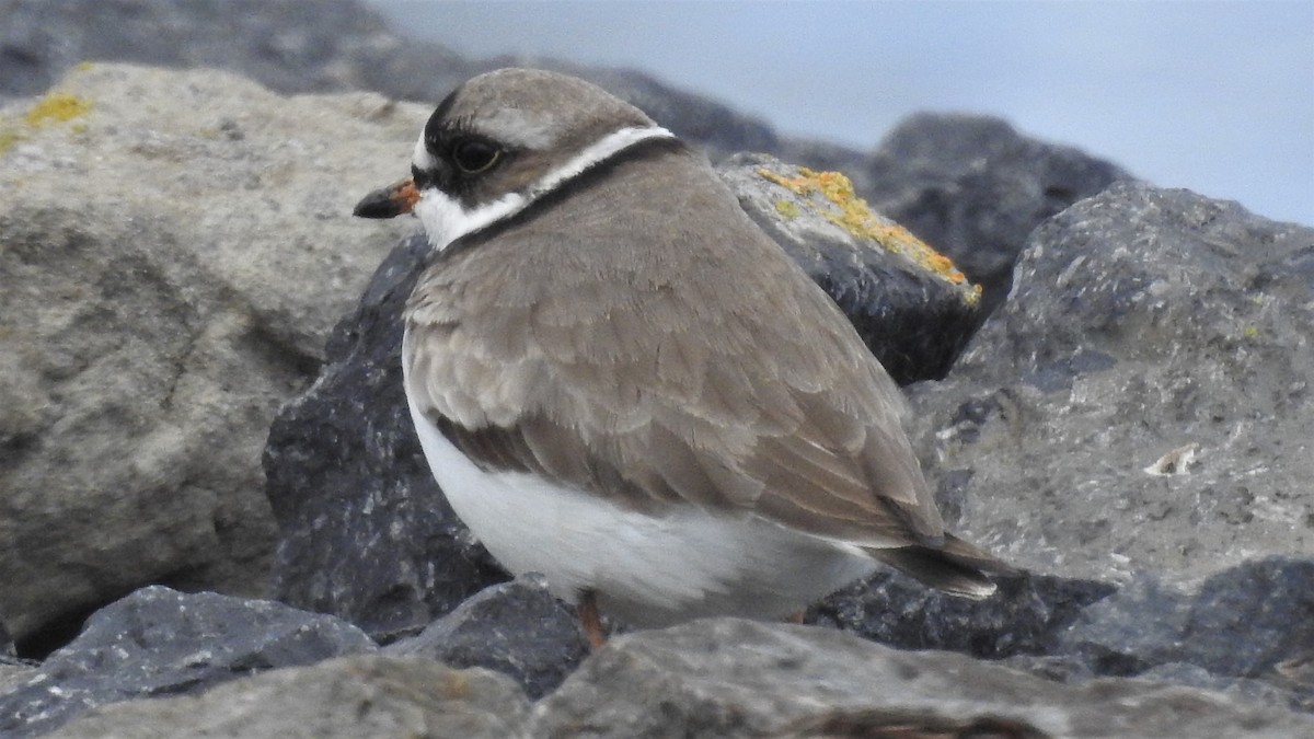Semipalmated Plover - Harold Reeve