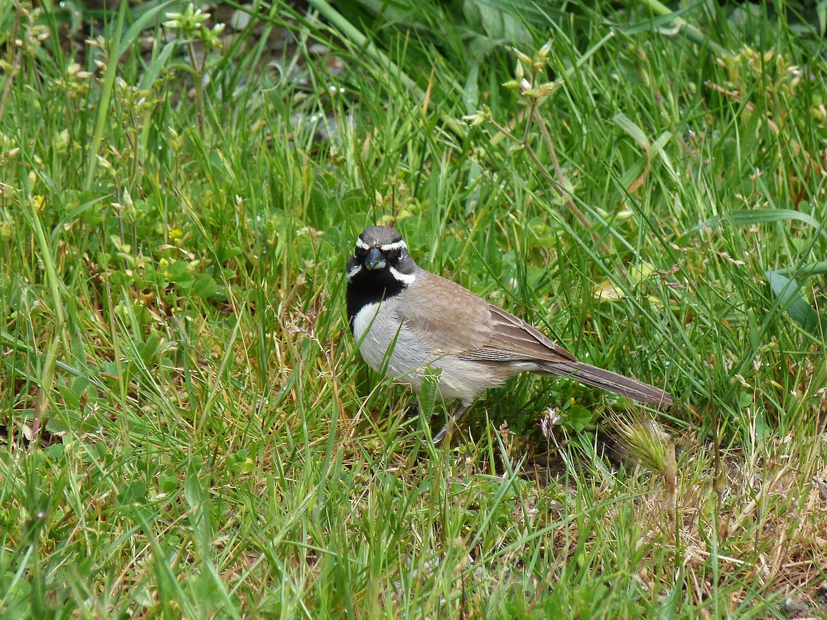 Black-throated Sparrow - Tony Kurz