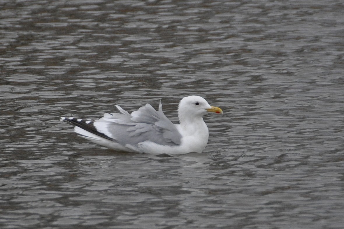 Iceland Gull (Thayer's) - Peter Scully