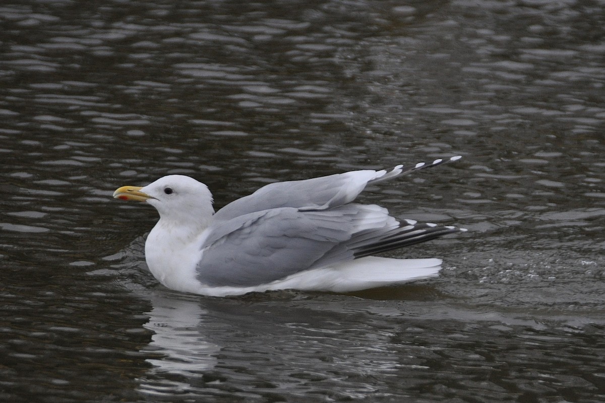 Iceland Gull (Thayer's) - Peter Scully