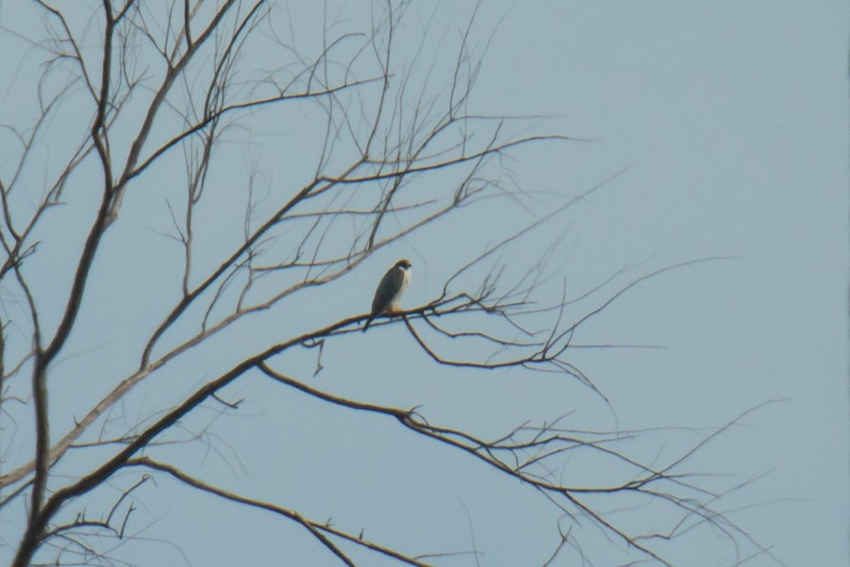 Peregrine Falcon (Eurasian) - ML97255831