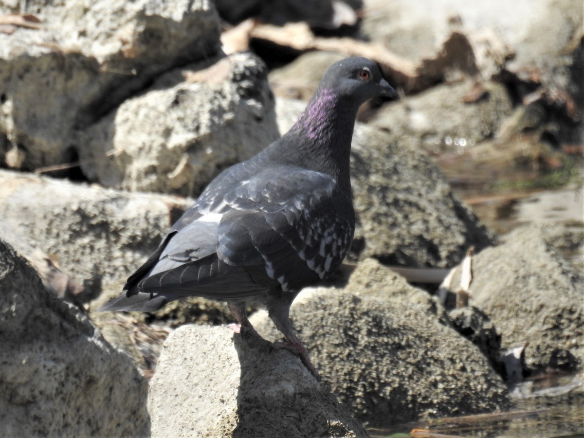 Rock Pigeon (Feral Pigeon) - Claire Christensen