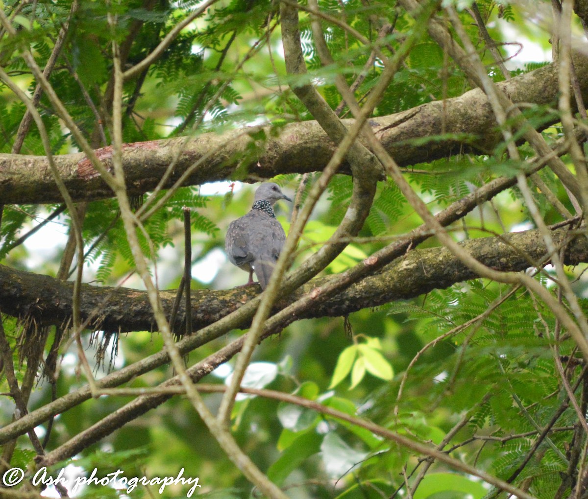 Spotted Dove - Ashwini Bhatt